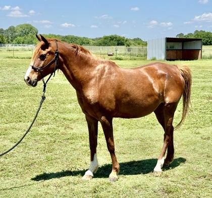 Haven, Adoptable, Adult Female Paint / Pinto.