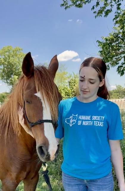 Haven, a Adoptable Paint / Pinto in Fort Worth, TX image 2/3