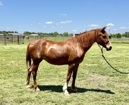 Haven, a Adoptable Paint / Pinto in Fort Worth, TX image 3/3
