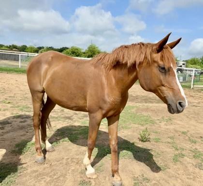 Enlarge Haven, a Adoptable Paint / Pinto in Fort Worth, TX image 3/3