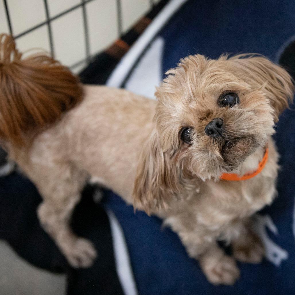Enlarge Freddie (JA26-61), a Adoptable Shih Tzu in Peyton, CO image 1/6