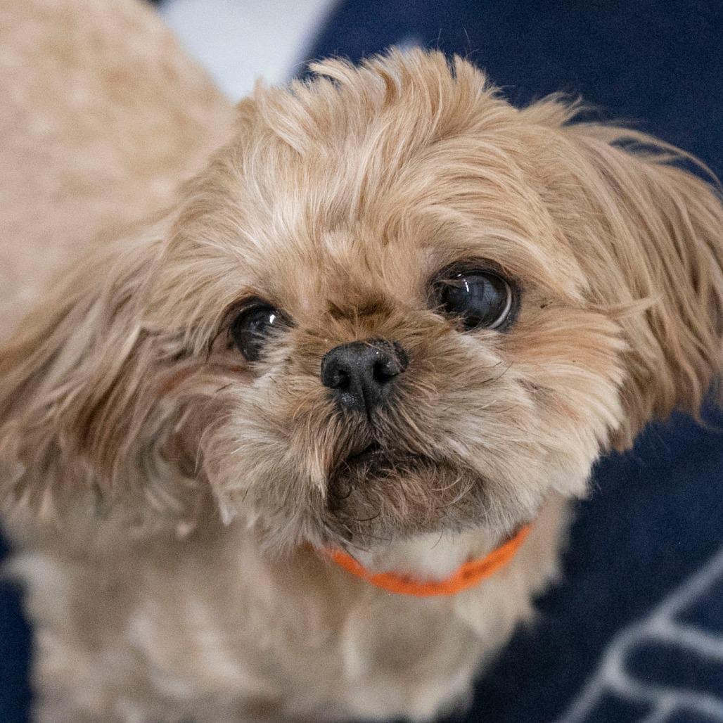 Enlarge Freddie (JA26-61), a Adoptable Shih Tzu in Peyton, CO image 2/6