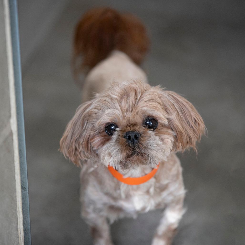Enlarge Freddie (JA26-61), a Adoptable Shih Tzu in Peyton, CO image 3/6