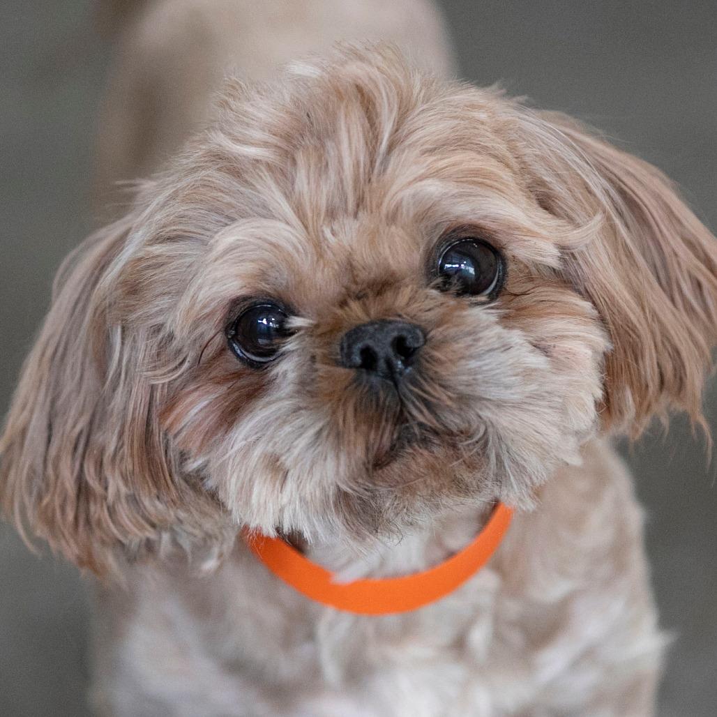 Enlarge Freddie (JA26-61), a Adoptable Shih Tzu in Peyton, CO image 4/6
