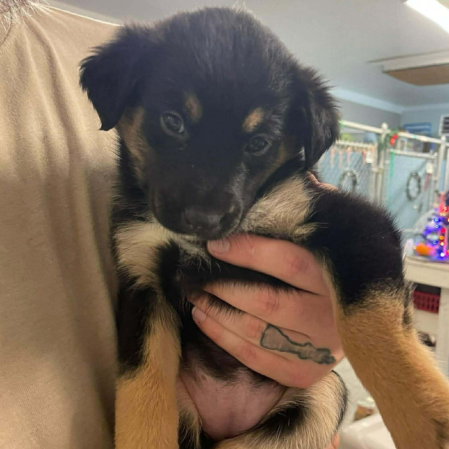 Enlarge Lucy, a Adoptable mixed breed in Simsbury, CT image 3/3