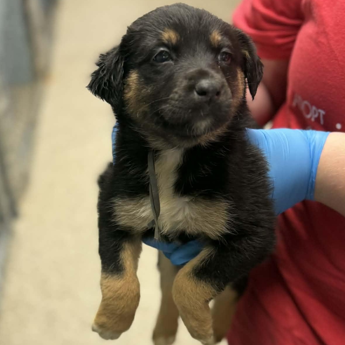 Enlarge Lucy, a Adoptable mixed breed in Simsbury, CT image 2/3