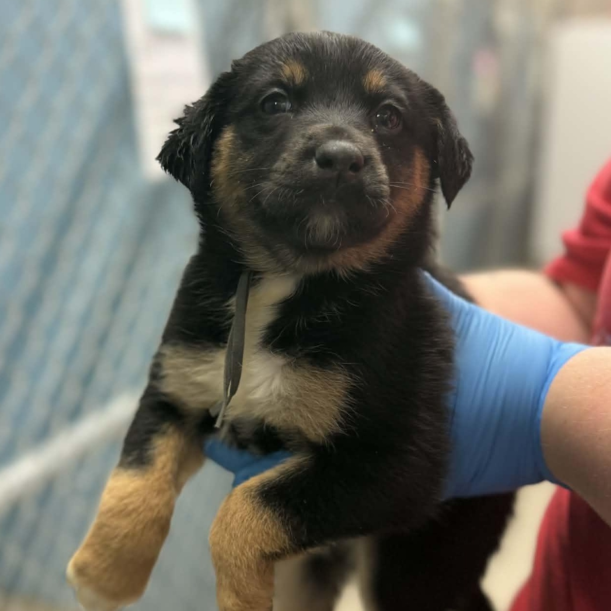 Lucy, Adoptable, Puppy Female Shepherd & Corgi.