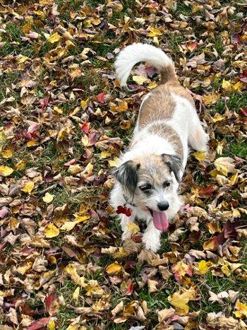Enlarge Lacey and Lilac, a Adoptable mixed breed in Bedford Hills, NY image 6/6