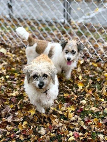 Lacey and Lilac, Adoptable, Adult Female Bichon Frise & Jack Russell Terrier.