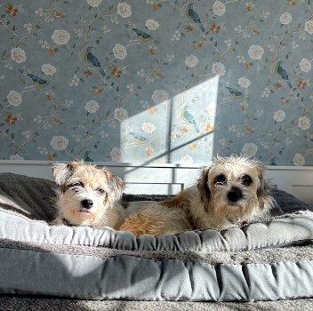 Enlarge Lacey and Lilac, a Adoptable mixed breed in Bedford Hills, NY image 5/6