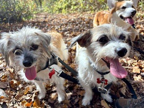 Enlarge Lacey and Lilac, a Adoptable mixed breed in Bedford Hills, NY image 1/6