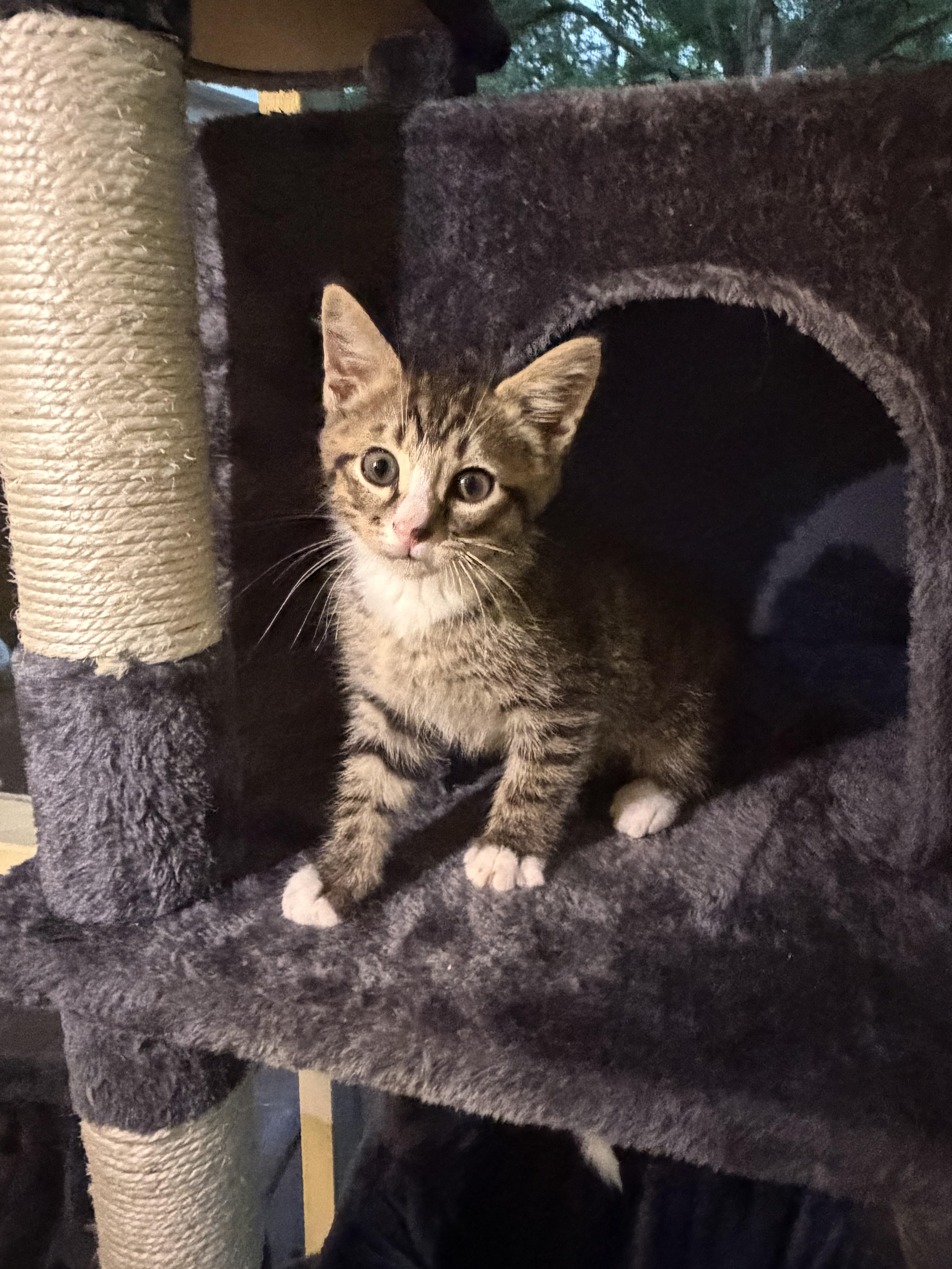 Tarragon, adopted, Kitten Male American Shorthair.