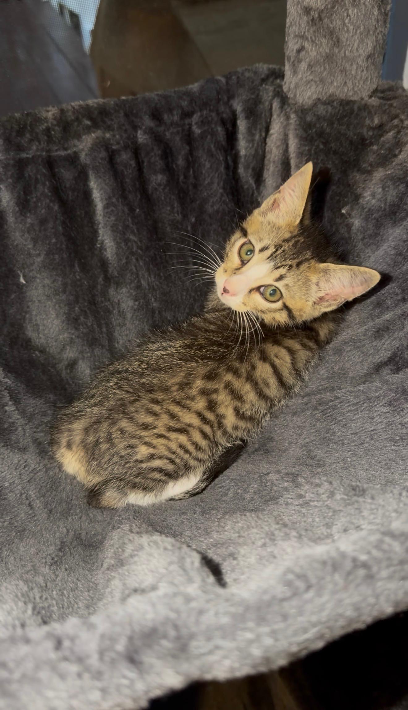 Tarragon, an adopted American Shorthair in Lancaster, SC image 3/4
