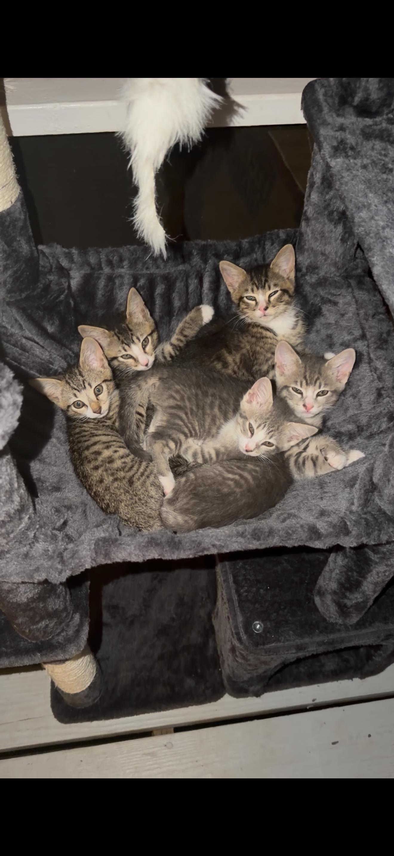 Tarragon, an adopted American Shorthair in Lancaster, SC image 4/4