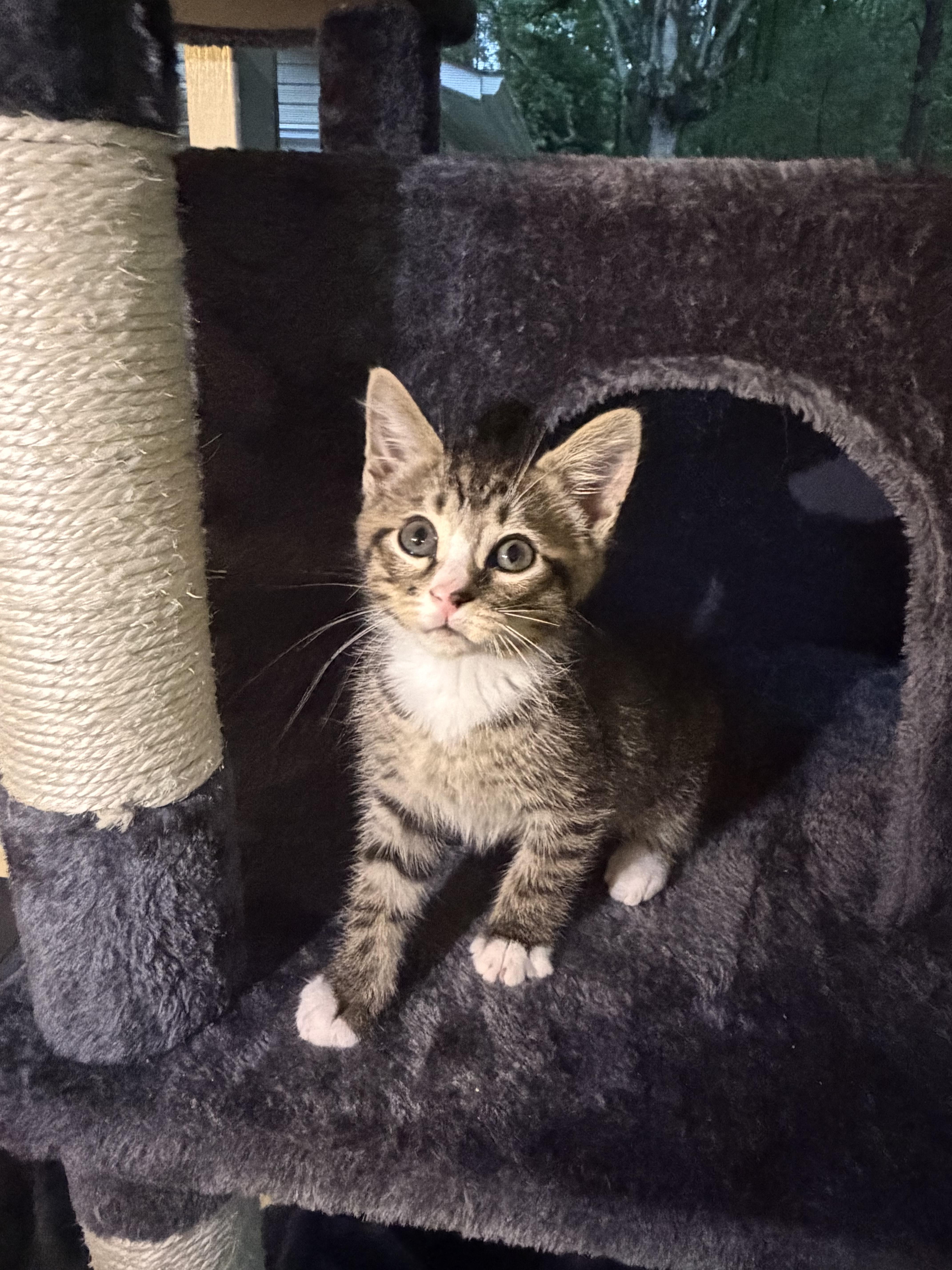 Tarragon, an adopted American Shorthair in Lancaster, SC image 2/4