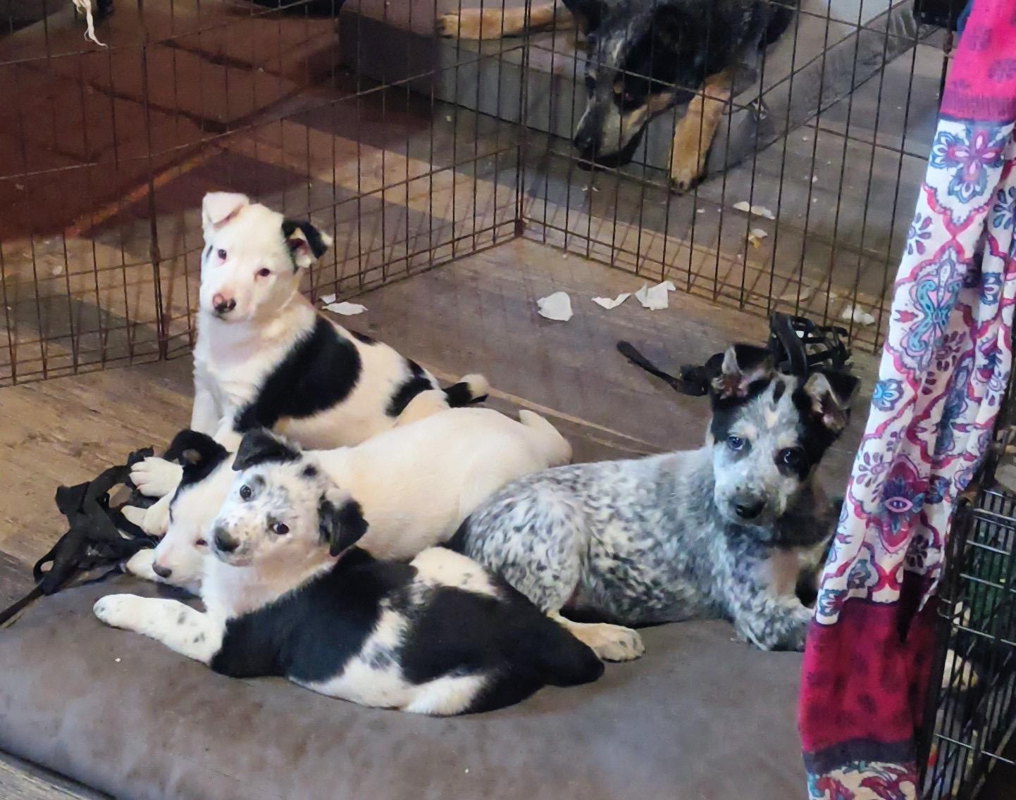 Alfie, an adopted mixed breed in Philadelphia, PA image 2/3