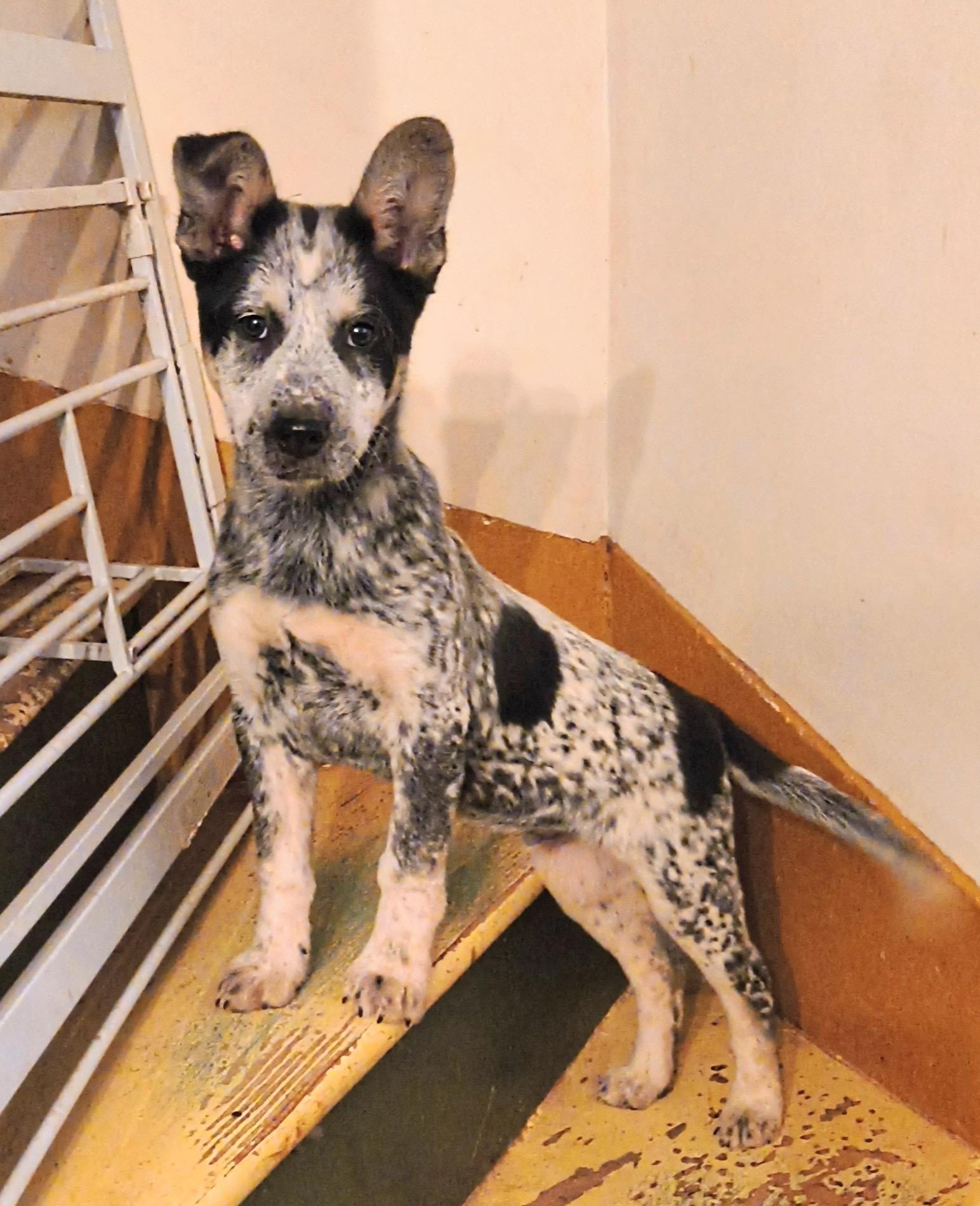 Alfie, adopted, Puppy Male Australian Cattle Dog / Blue Heeler.
