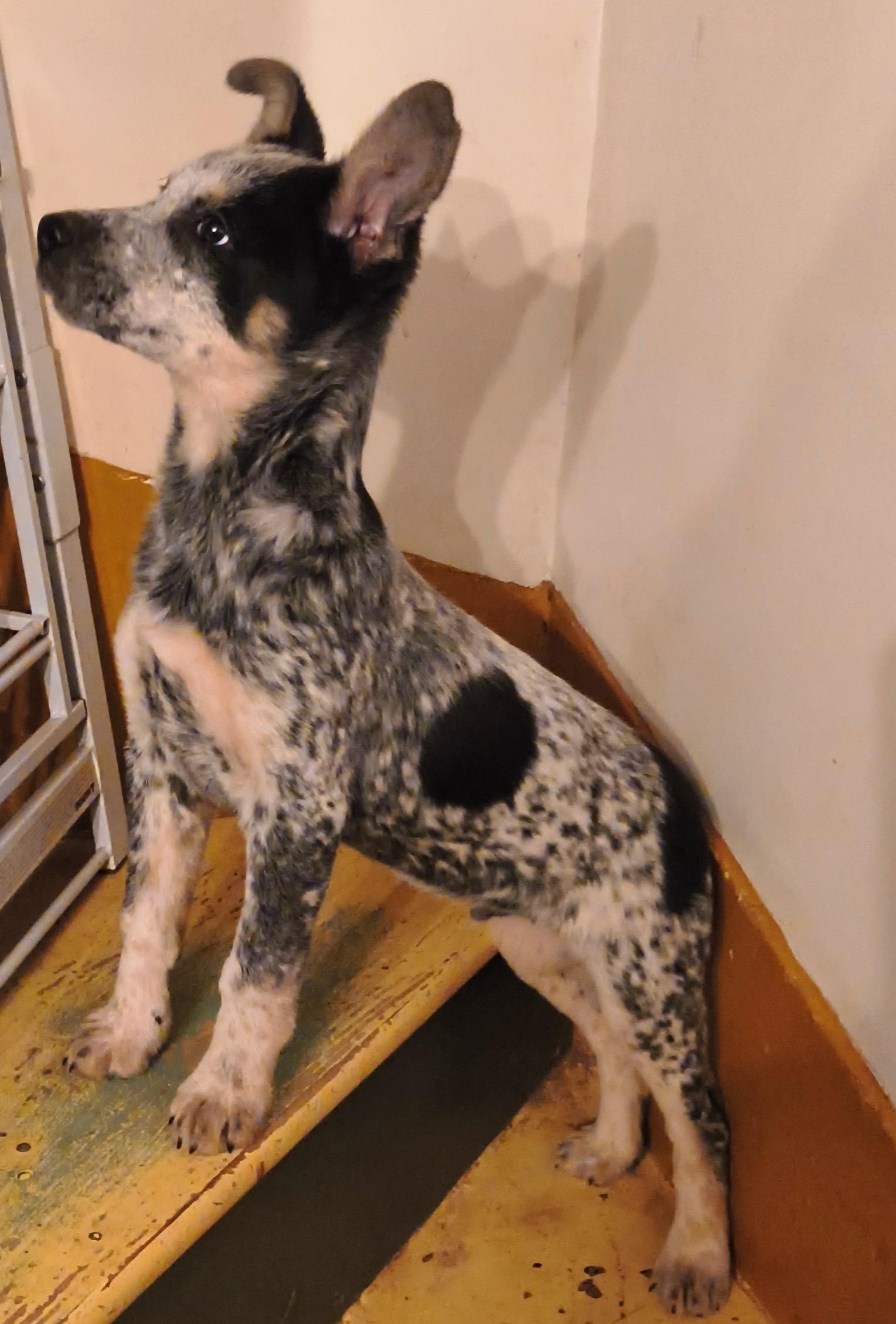 Alfie, an adopted mixed breed in Philadelphia, PA image 3/3