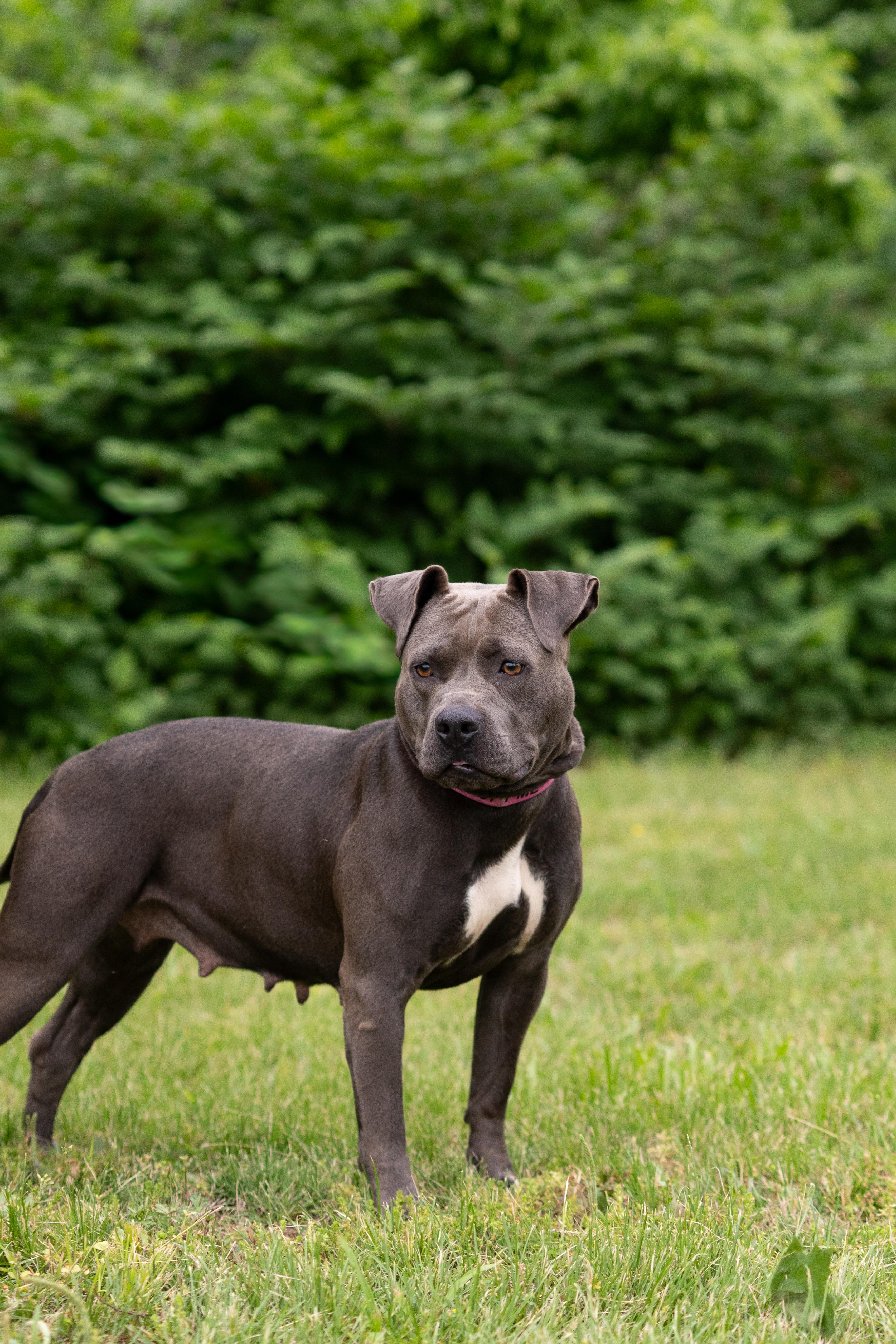 Bella , adopted, Adult Female Pit Bull Terrier.