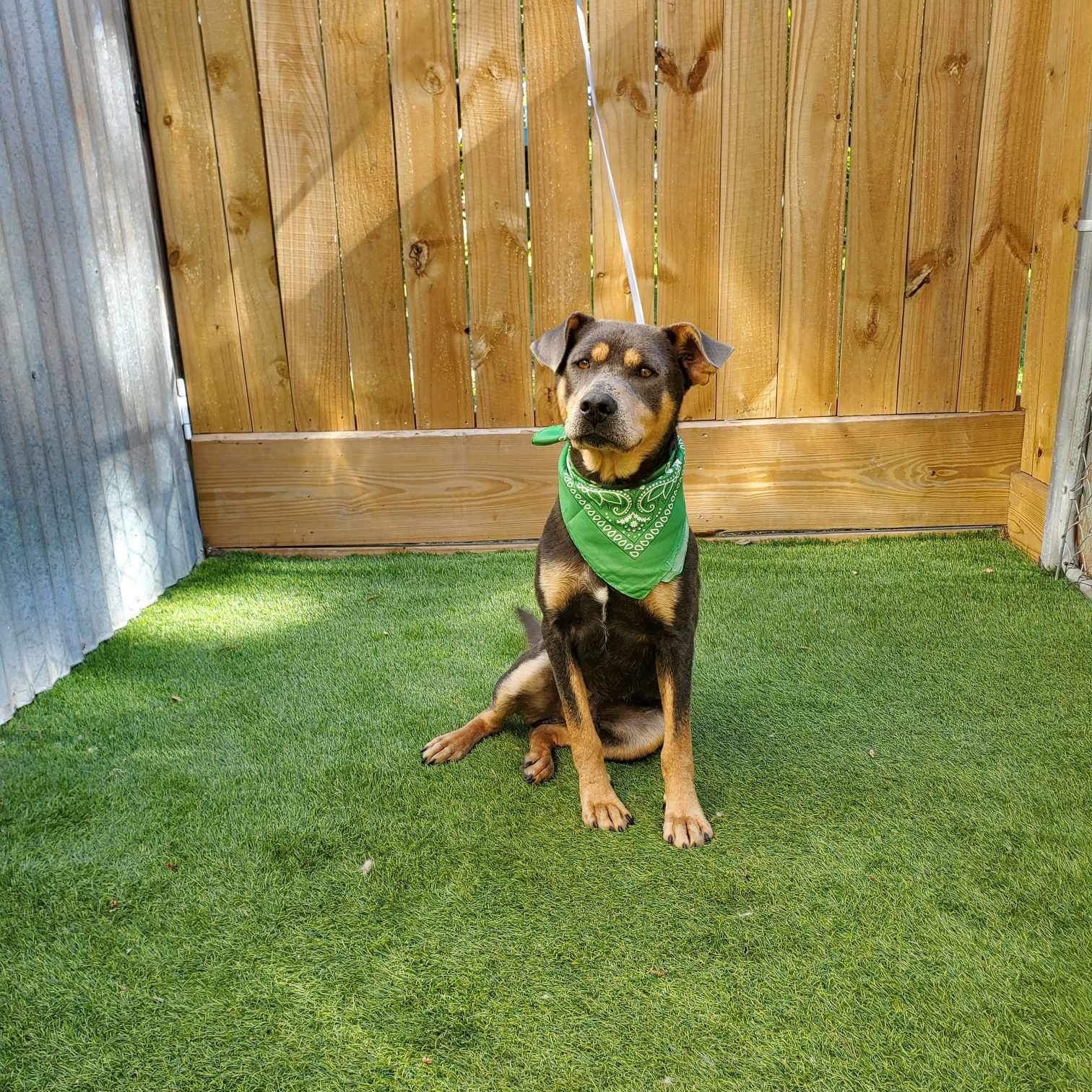 Dog for adoption Tyrus, an American Staffordshire Terrier Mix in