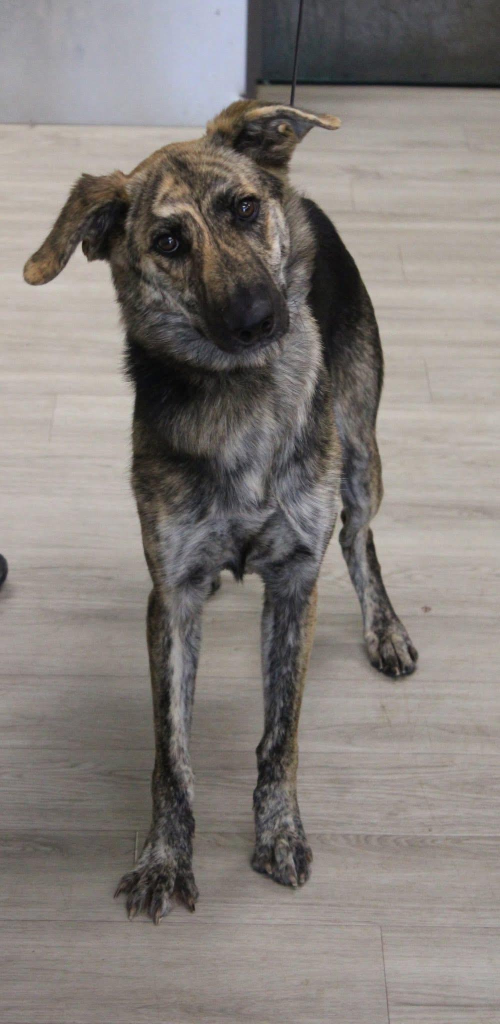 Enlarge Skyler , a ADOPTABLE mixed breed in Oswego, IL image 2/6