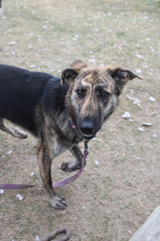 Enlarge Skyler , a ADOPTABLE mixed breed in Oswego, IL image 3/6
