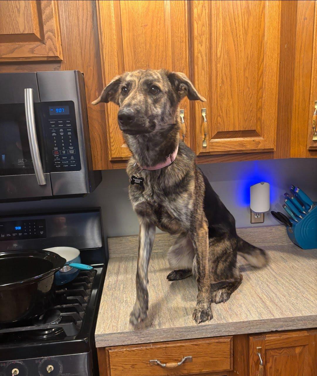 Enlarge Skyler , a ADOPTABLE mixed breed in Oswego, IL image 5/6