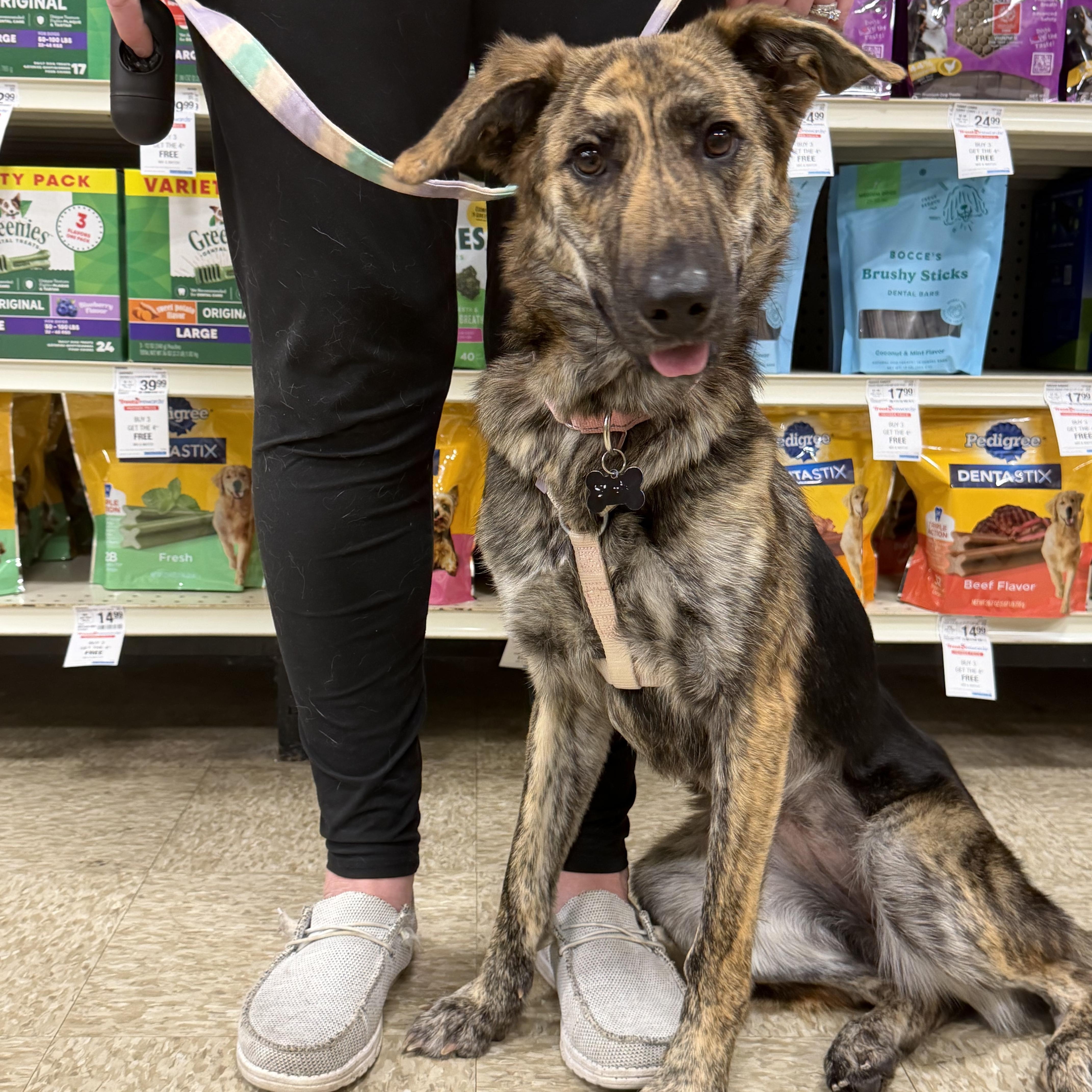 Skyler , ADOPTABLE, Young Female Shepherd.