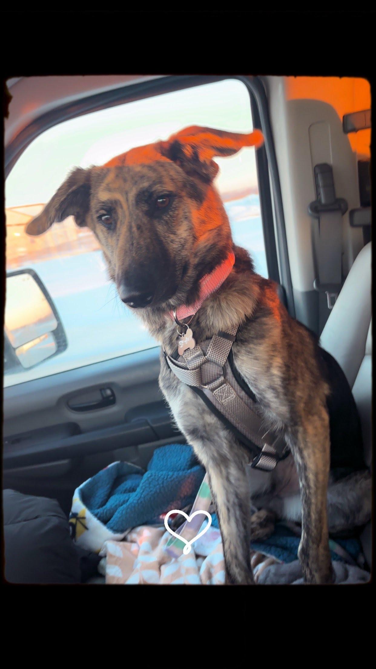 Enlarge Skyler , a ADOPTABLE mixed breed in Oswego, IL image 6/6