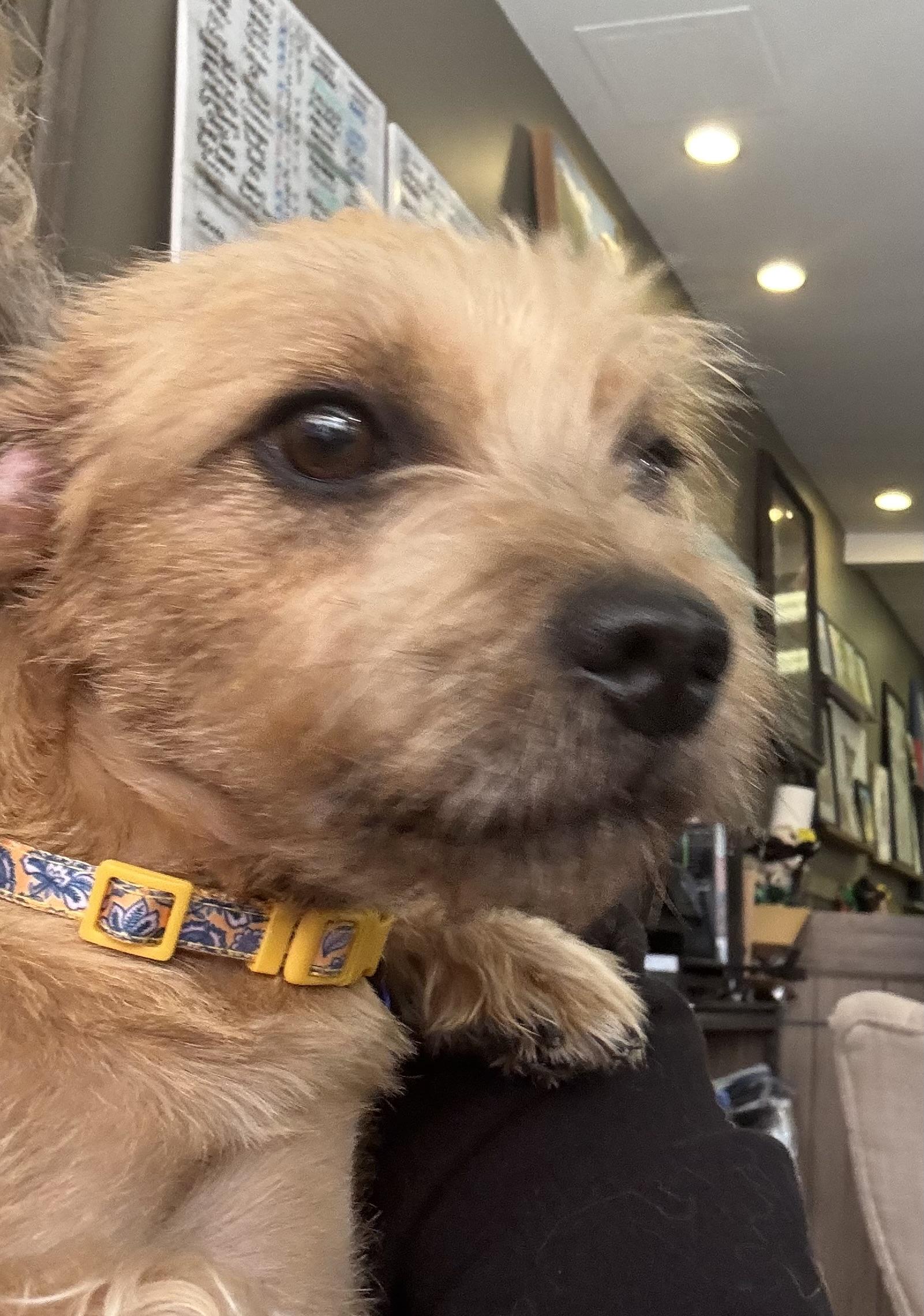 Enlarge Princess Buttercup, a ADOPTABLE Cairn Terrier in Thousand Oaks, CA image 2/4