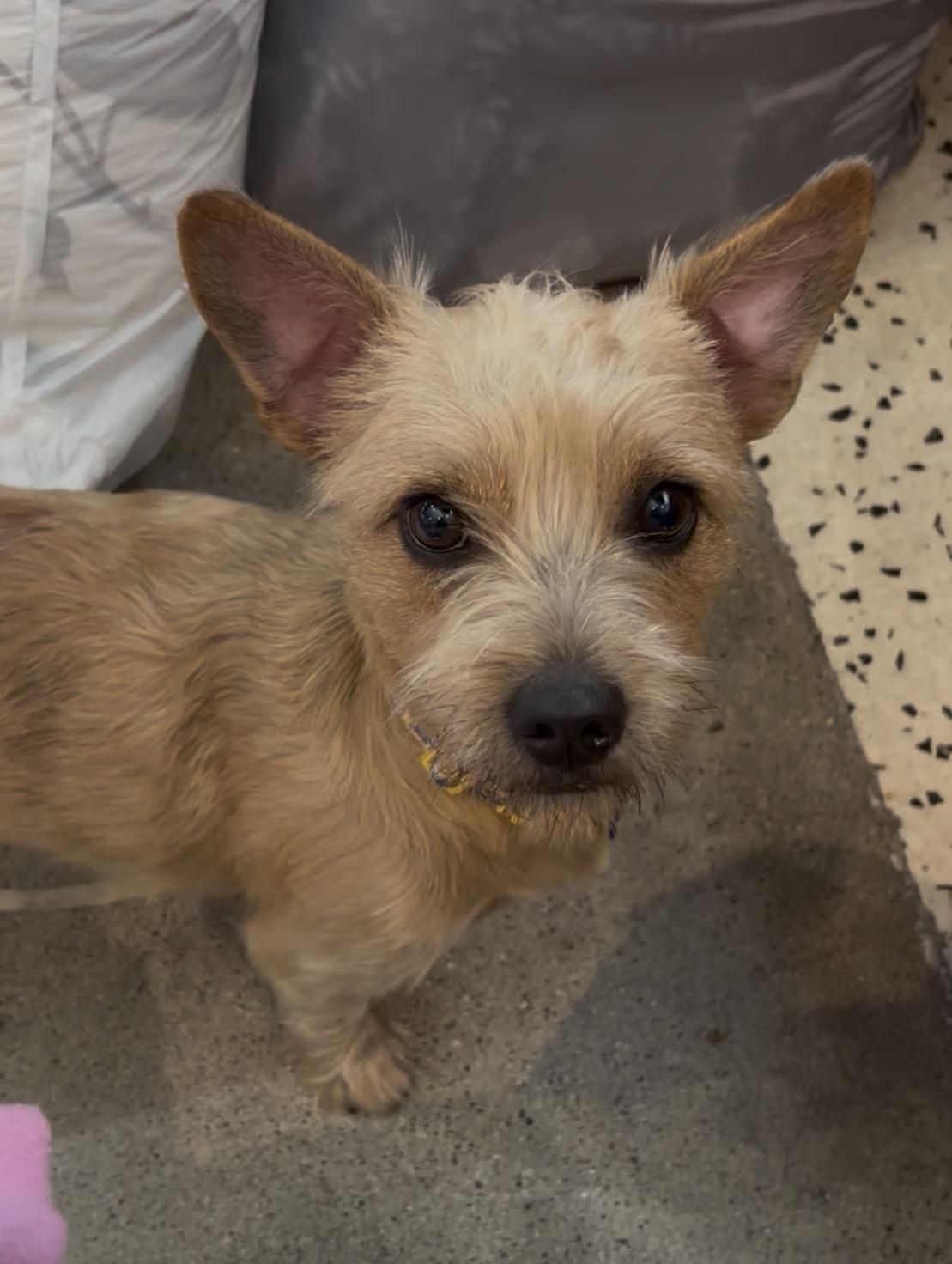 Enlarge Princess Buttercup, a ADOPTABLE Cairn Terrier in Thousand Oaks, CA image 4/4