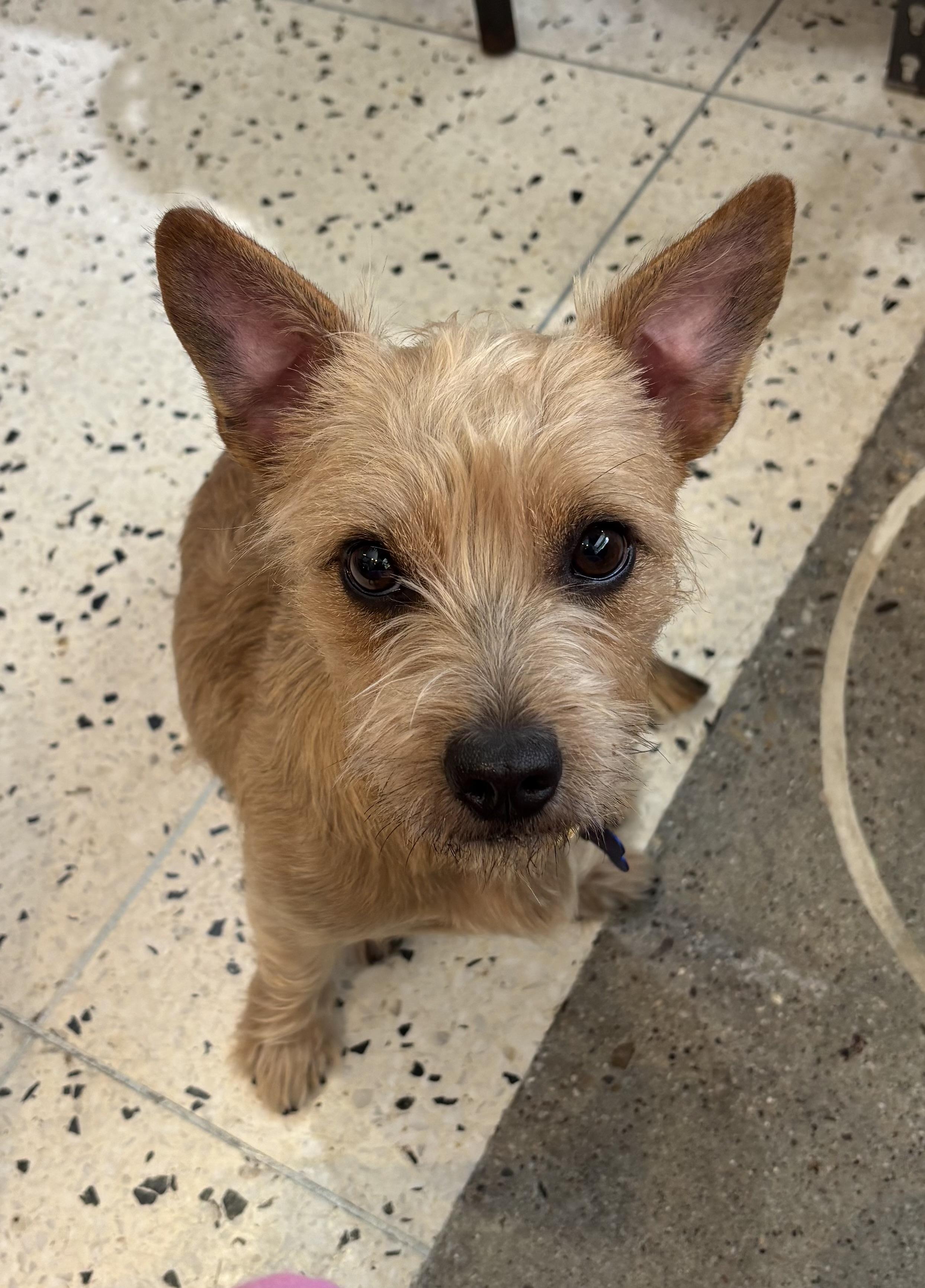 Enlarge Princess Buttercup, a ADOPTABLE Cairn Terrier in Thousand Oaks, CA image 1/4