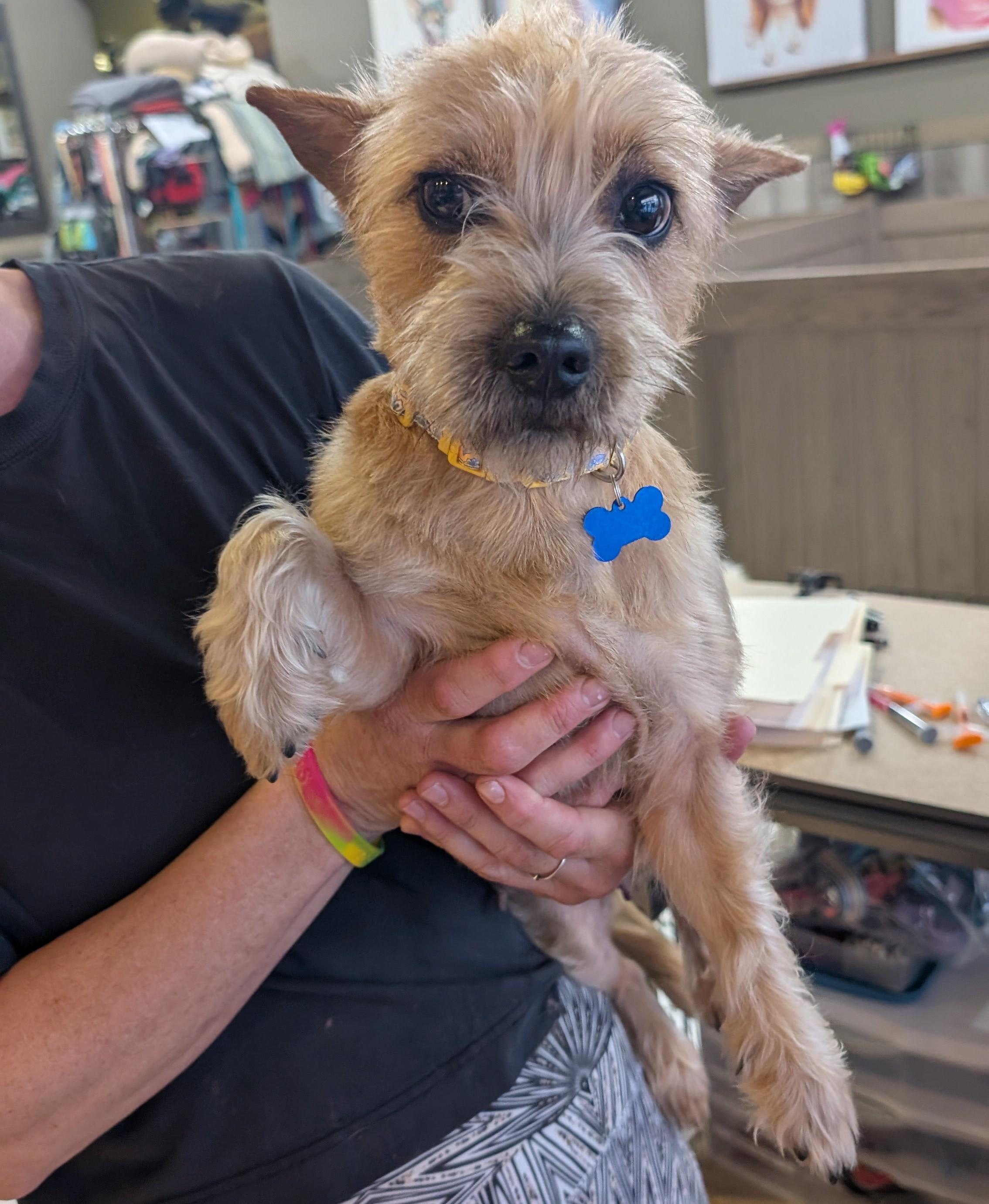 Enlarge Princess Buttercup, a ADOPTABLE Cairn Terrier in Thousand Oaks, CA image 3/4