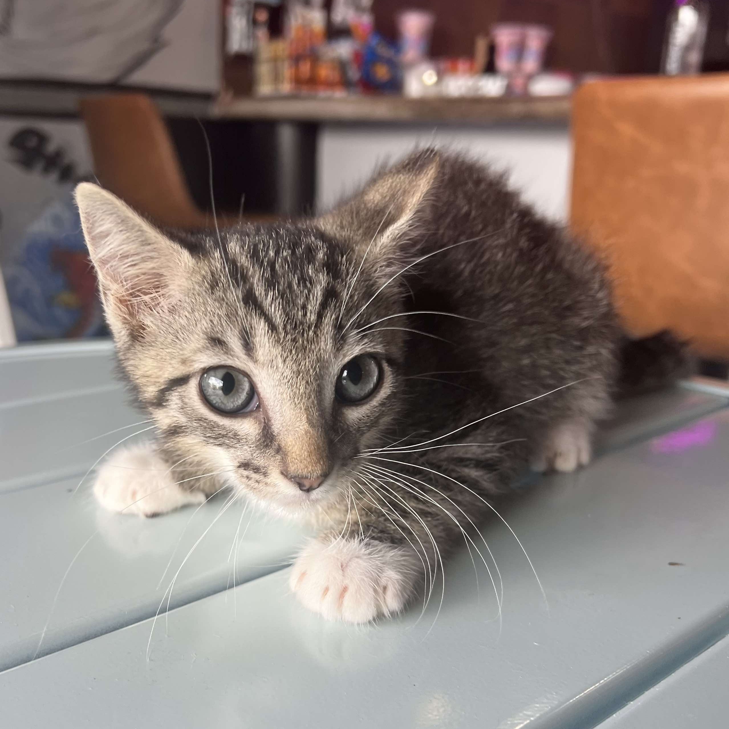 Cat for adoption Reed, a Domestic Short Hair in GAINESVILLE, VA