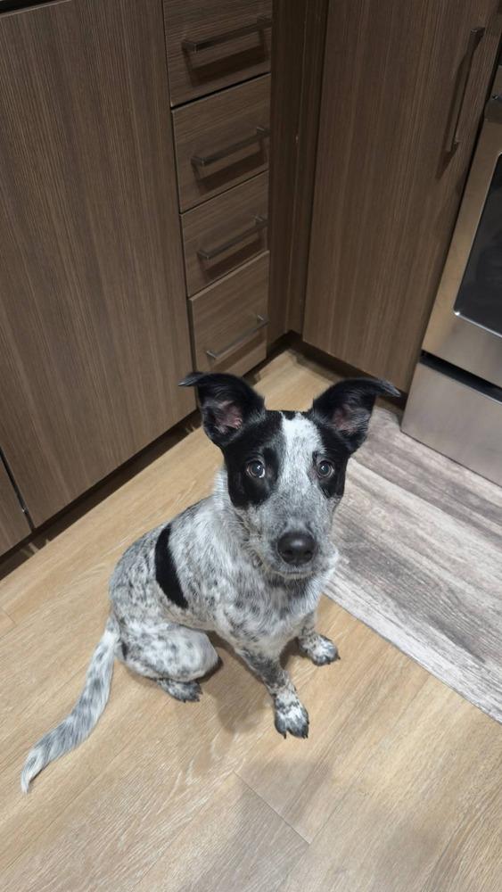 Oakely, Adoptable, Puppy Male Australian Cattle Dog / Blue Heeler.