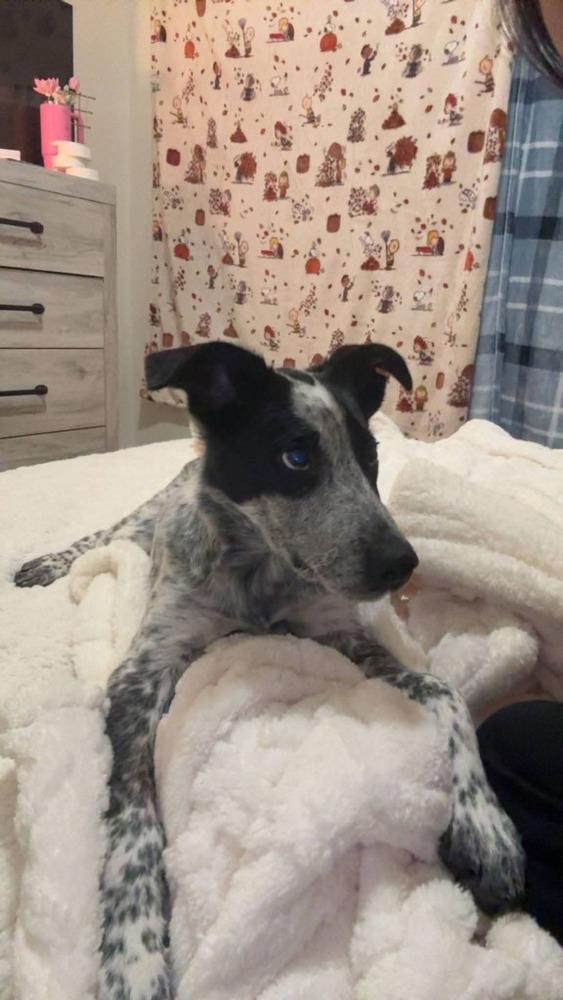 Enlarge Oakely, a Adoptable mixed breed in Parker, CO image 2/2