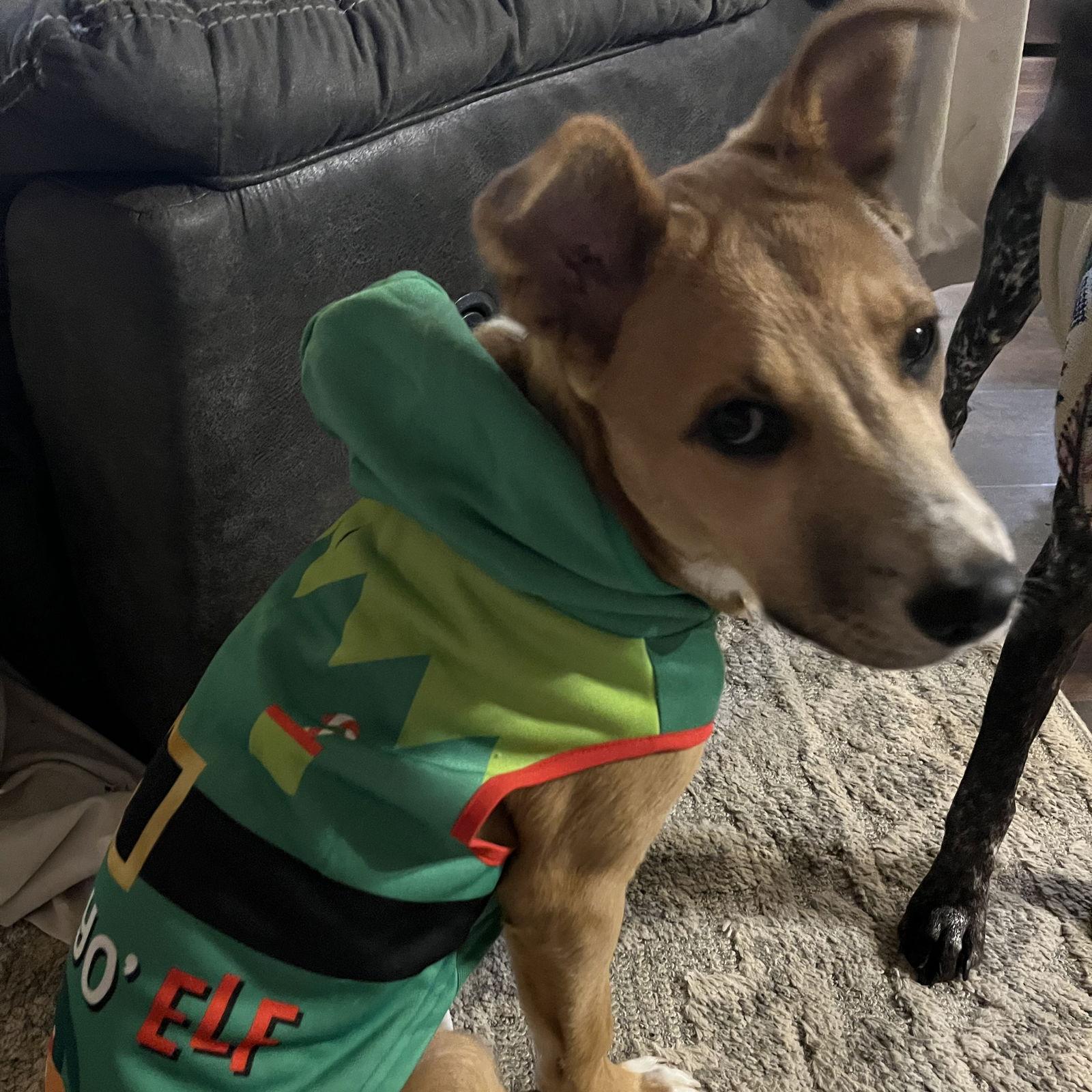 Jamesy, Adoptable, Young Male Shepherd.