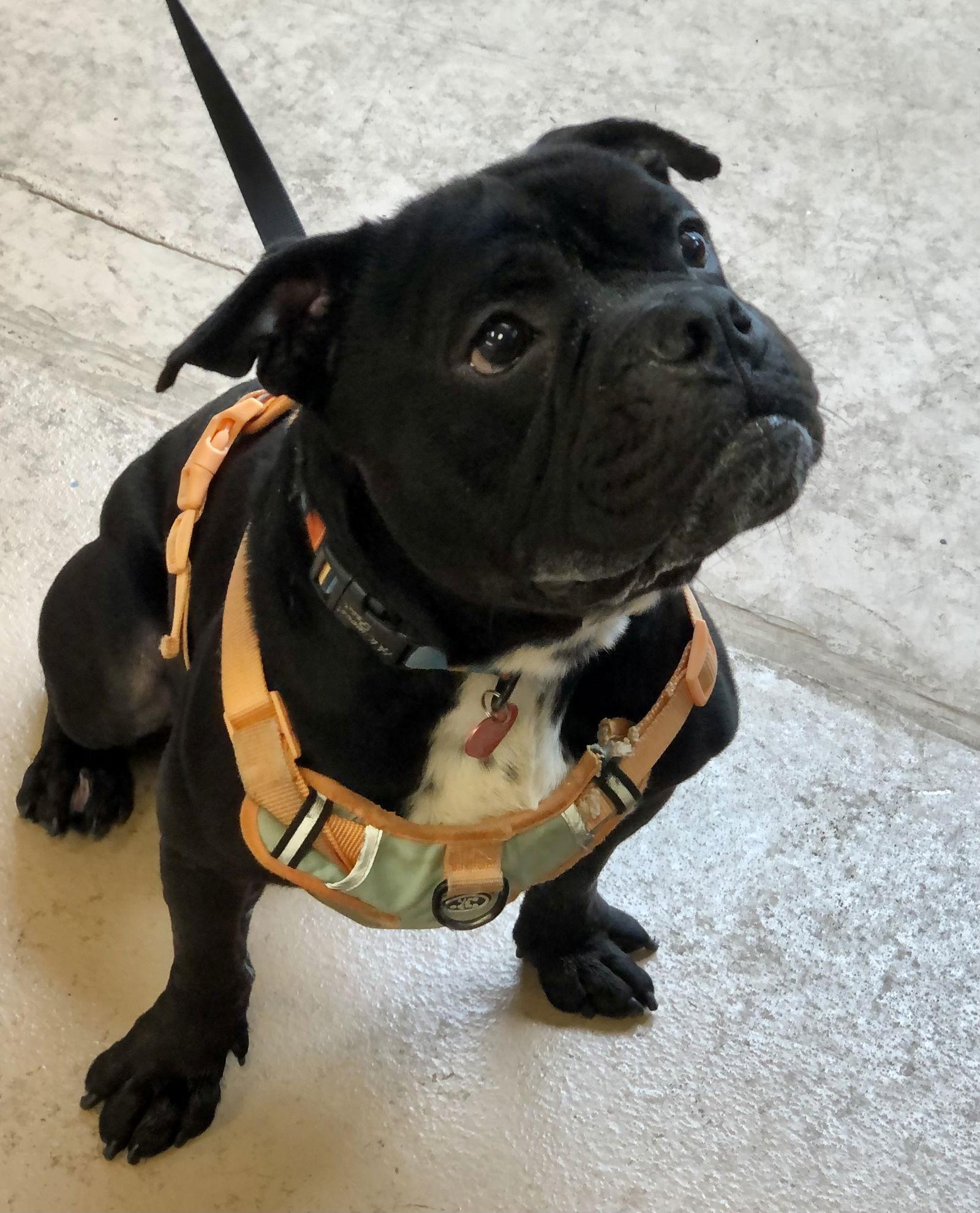 Curry, Adoptable, Adult Male American Bulldog & American Staffordshire Terrier.