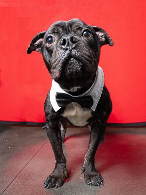 Curry, Adoptable, Adult Male American Bulldog & American Staffordshire Terrier.