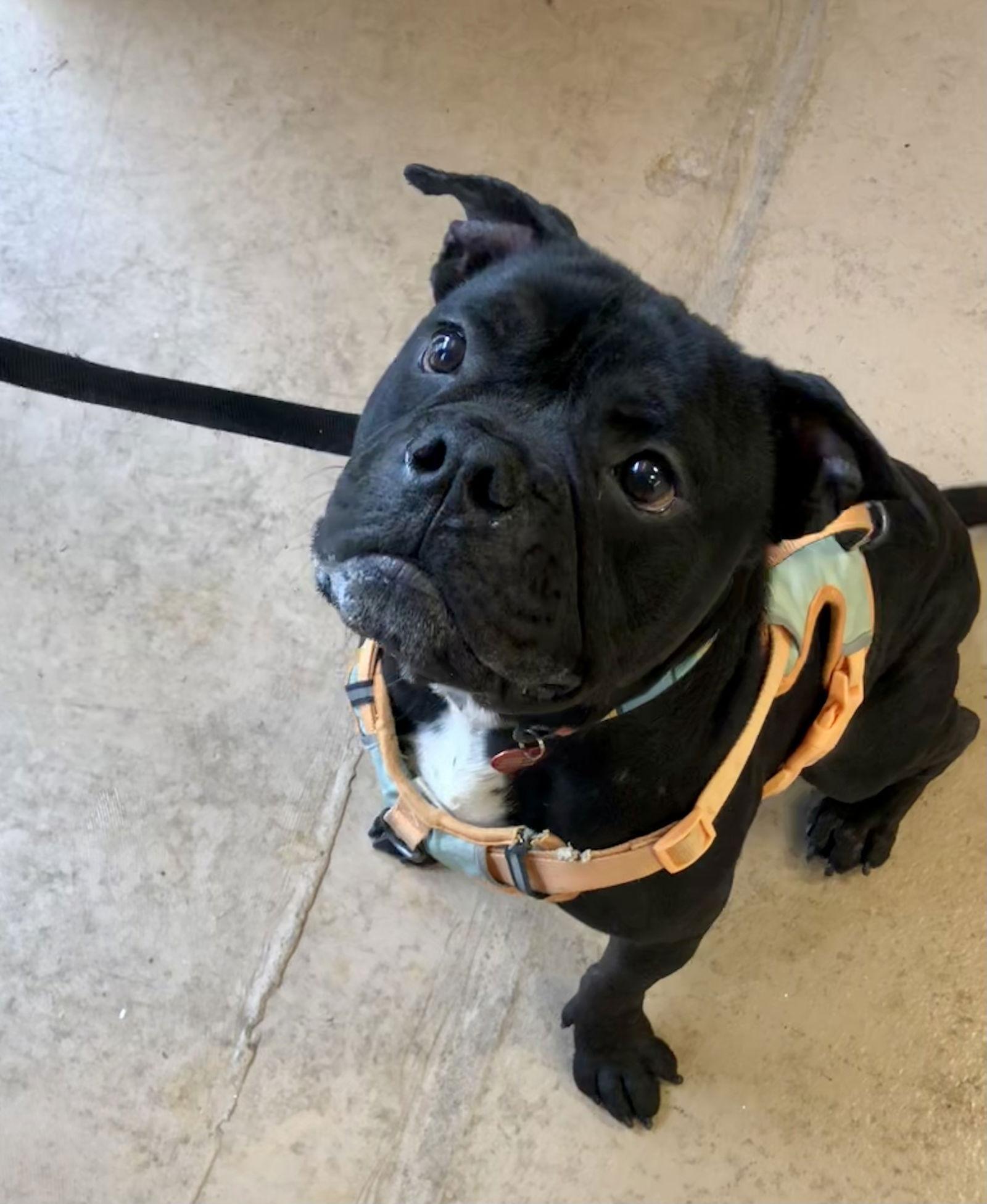 Enlarge Curry, a Adoptable mixed breed in Atlanta, GA image 3/3