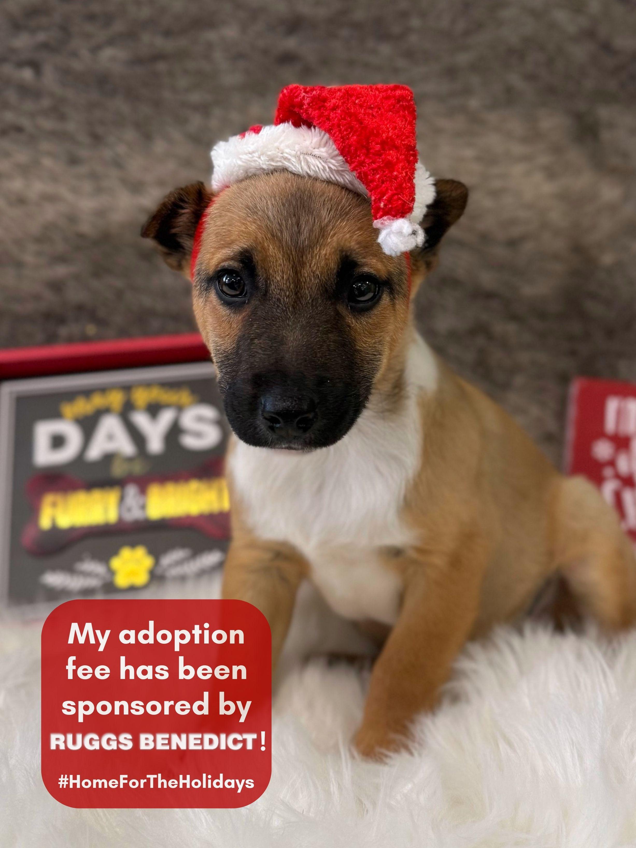 Enlarge Bugsy, an adopted mixed breed in Eagle, CO image 1/1