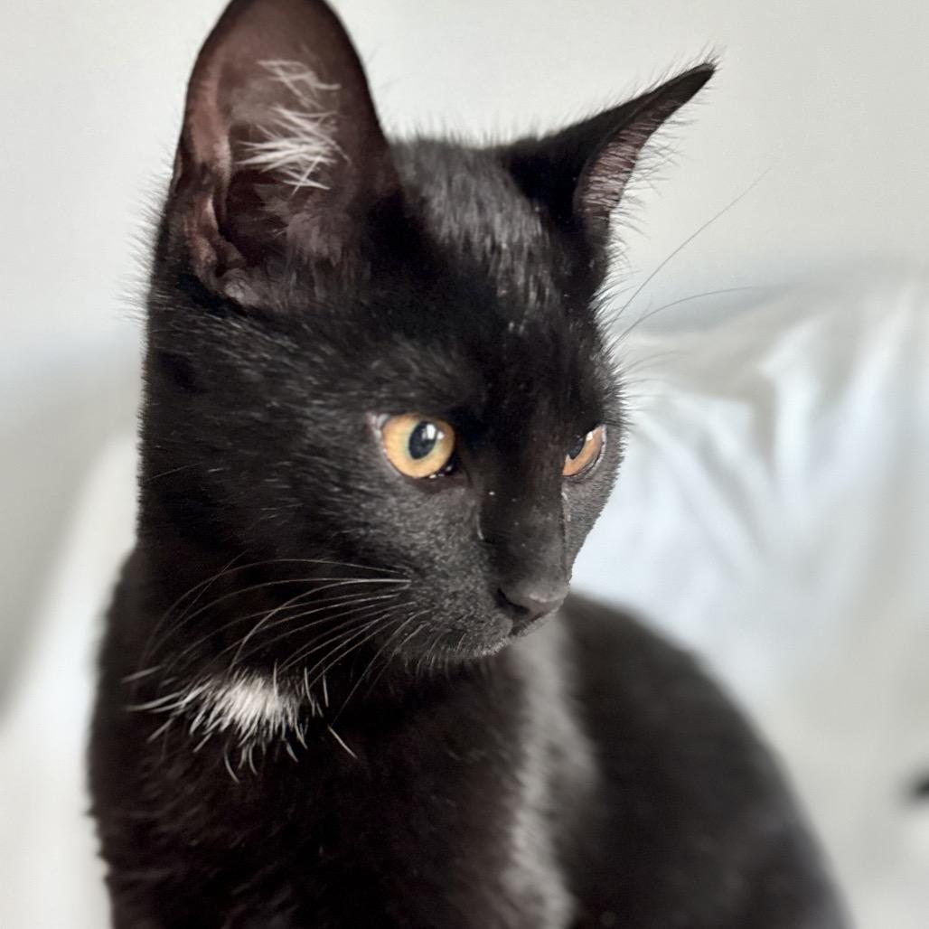 Enlarge Bombay A25-003, a Adoptable mixed breed in SANTA ROSA BEACH, FL image 1/1