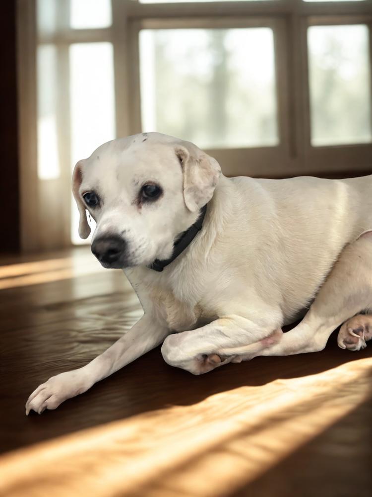 Sandy, Adoptable, Young Female Beagle & Labrador Retriever.