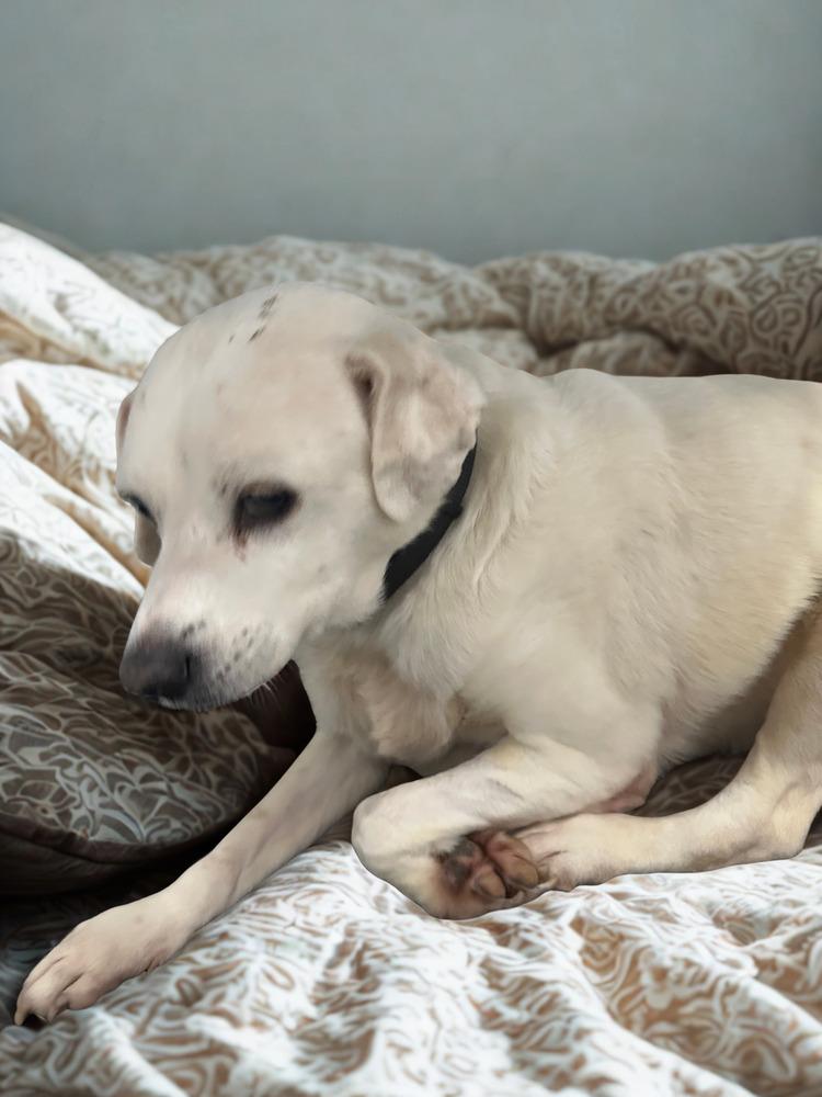 Enlarge Sandy, a Adoptable mixed breed in Escondido, CA image 2/3