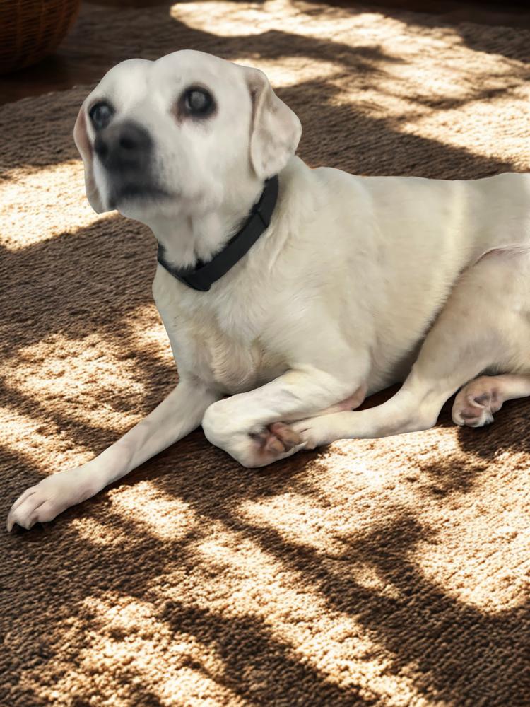 Enlarge Sandy, a Adoptable mixed breed in Escondido, CA image 3/3