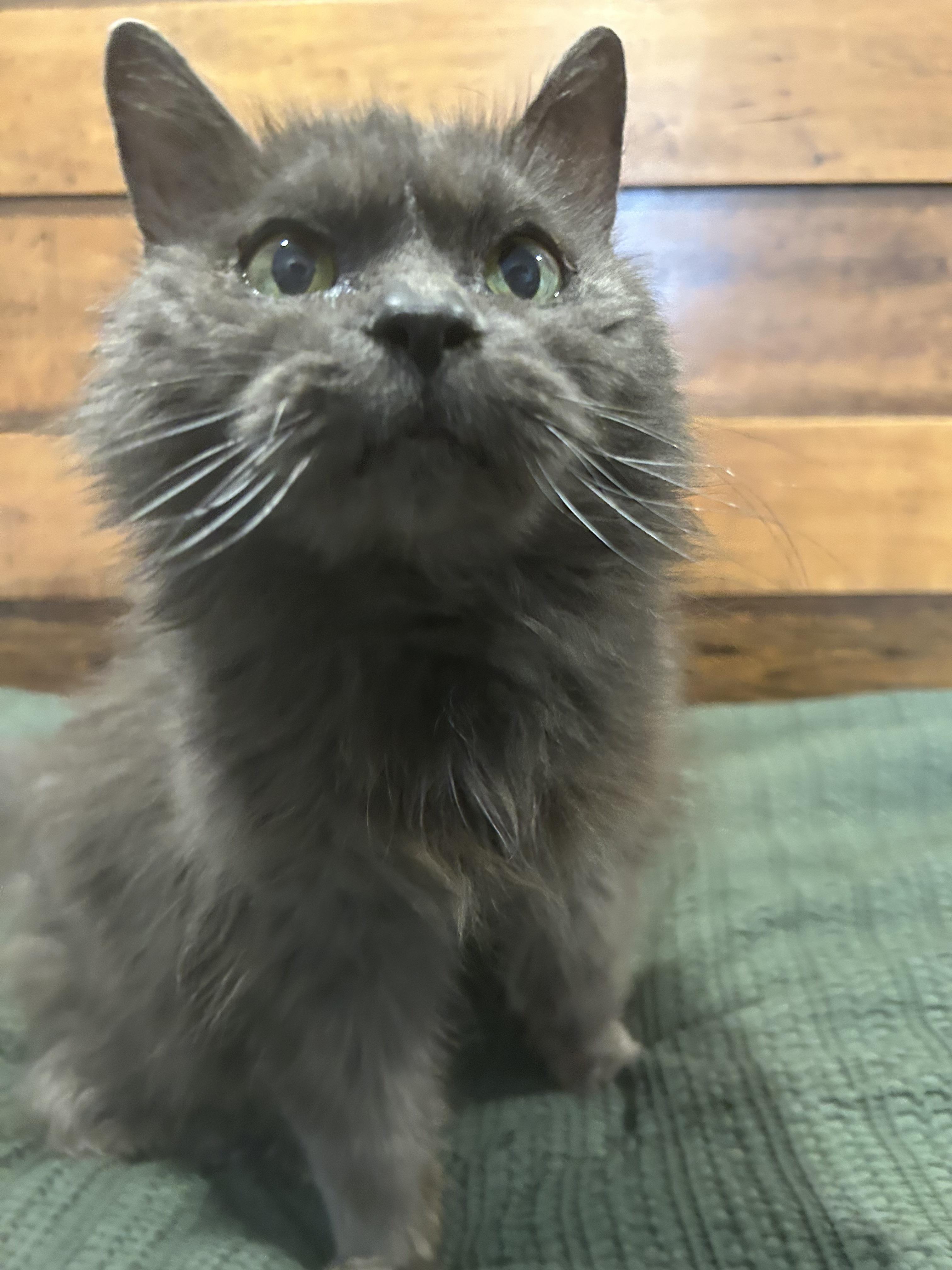 Potato Chip, a ADOPTABLE Domestic Long Hair in Brantford, ON image 4/4