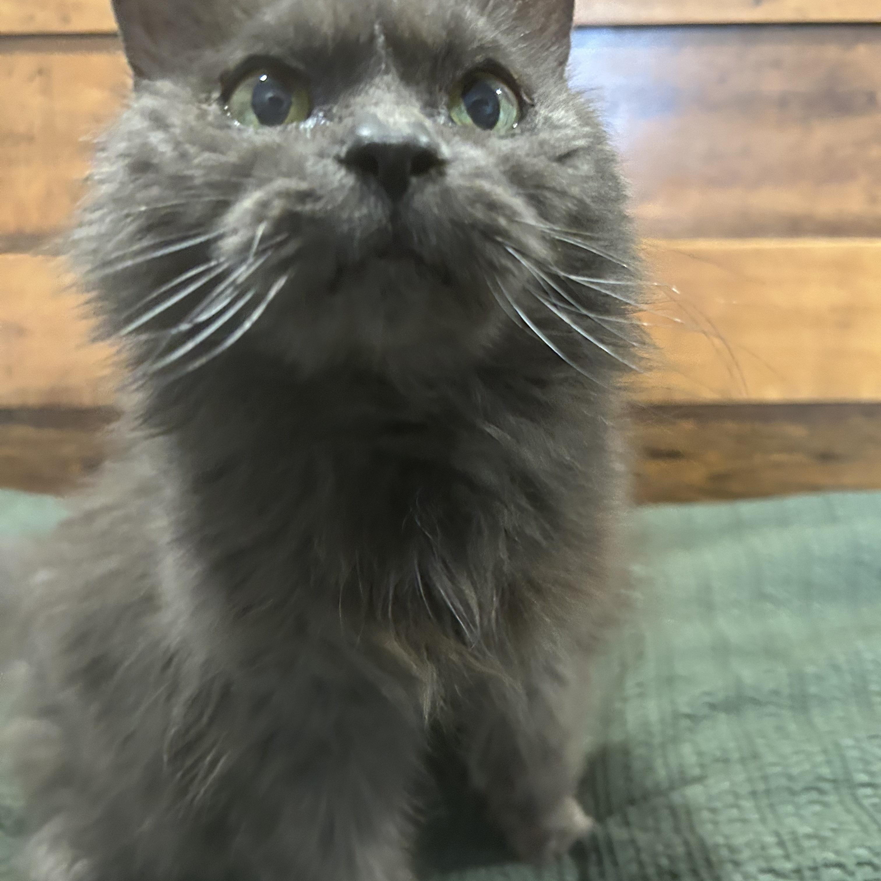 Enlarge Potato Chip, a ADOPTABLE Domestic Long Hair in Brantford, ON image 4/6