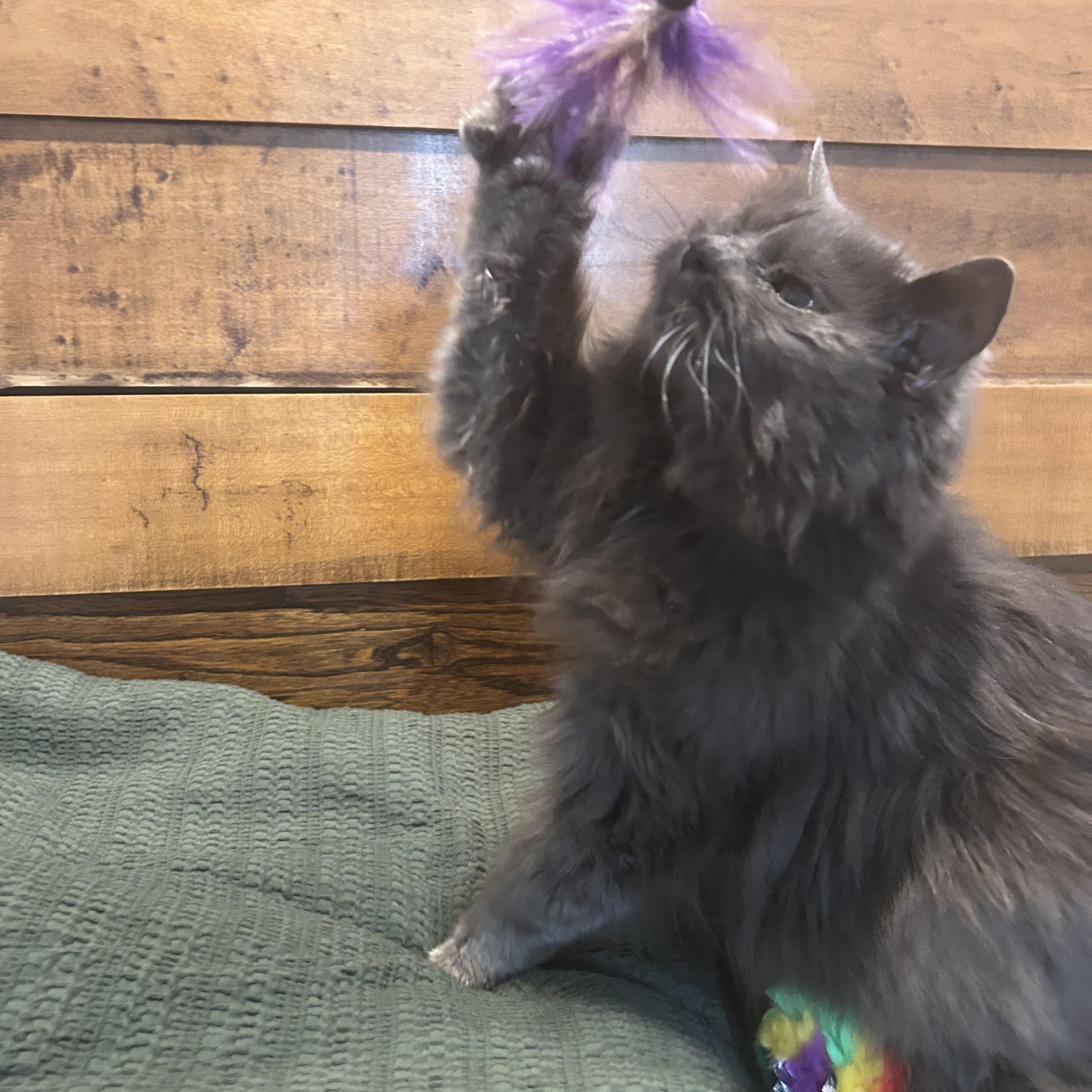 Potato Chip, a ADOPTABLE Domestic Long Hair in Brantford, ON image 3/4