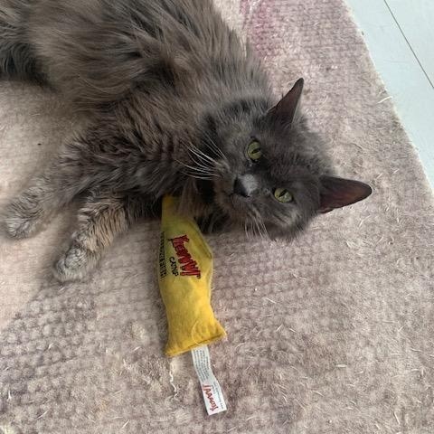 Enlarge Potato Chip, a ADOPTABLE Domestic Long Hair in Brantford, ON image 6/6