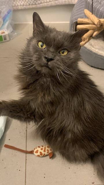 Enlarge Potato Chip, a ADOPTABLE Domestic Long Hair in Brantford, ON image 5/6